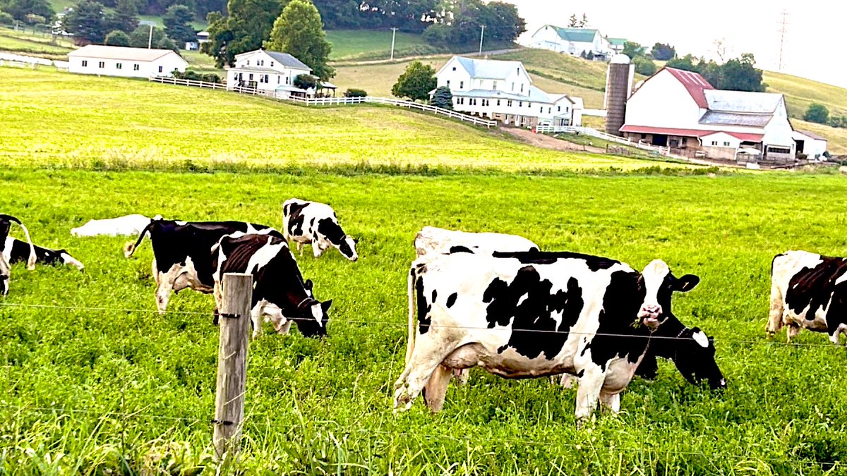 PlanetBlueberry's tweet photo. Admiring the Ohio dairy cow’s pasture! 
#ohiodairy #dairy #cows https://t.co/I6UYUiHYru