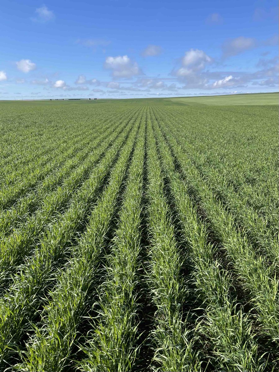 SeedMasterMfg's tweet photo. Thanks to Lipp Farms for photos of their #UltraSR planted mustard, yellow peas, and barley. Off to a fantastic start! #FastUniformEmergence #Montana #Plant24 https://t.co/5ZQpx9P82m