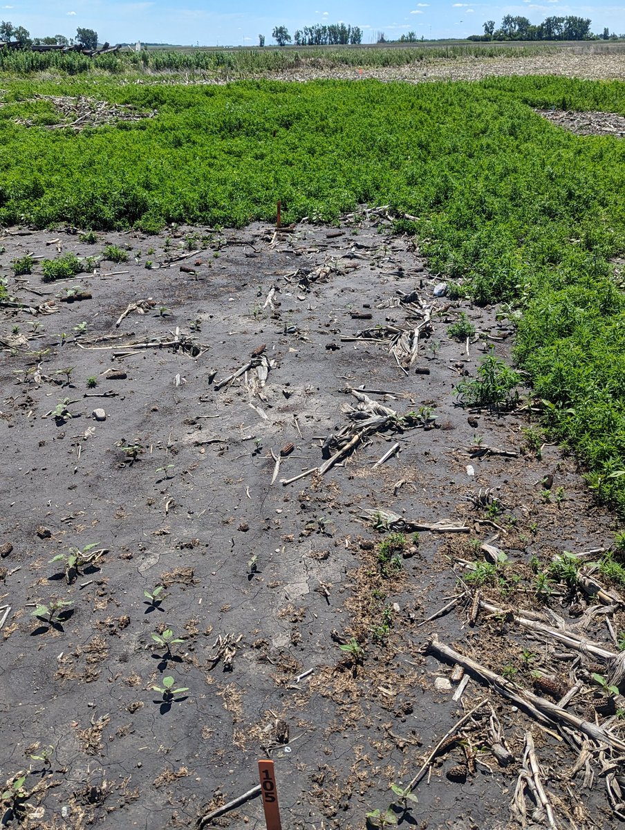 NDSUWeeds's tweet photo. Pretty easy to pick this one out from the road. Working with Group 14-resistant kochia. Paraquat + metribuzin in front, glyphosate + saflufenacil behind it, non-treated check behind that. https://t.co/vCsNHu8gsU