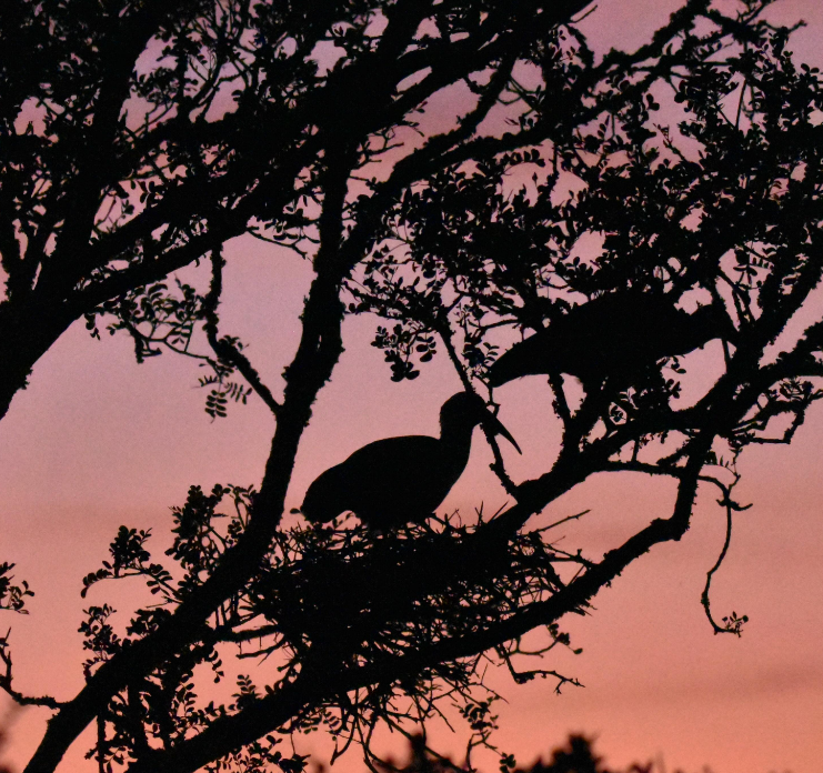 addotourism's tweet photo. Hadeda (pronounced "Hah-Dee-Dah") - Named for its loud three to four note calls.
Do you know why they cry when they take flight? Because they're afraid of heights...π A little Sunday humour for you! #AmazingAddo #Birding #Addo #BirdlifeSA
π· @.birdingsafaris_southafrica https://t.co/6CeDp3vVRu