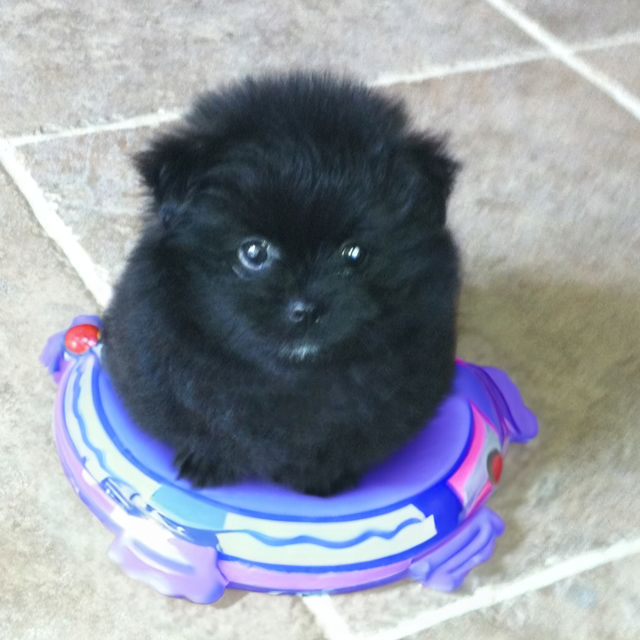 $grr (cto) tweet media