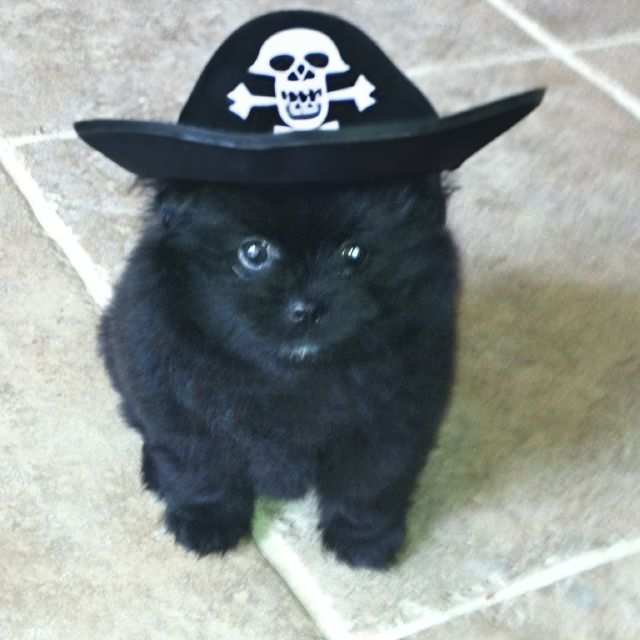 $grr (cto) tweet media