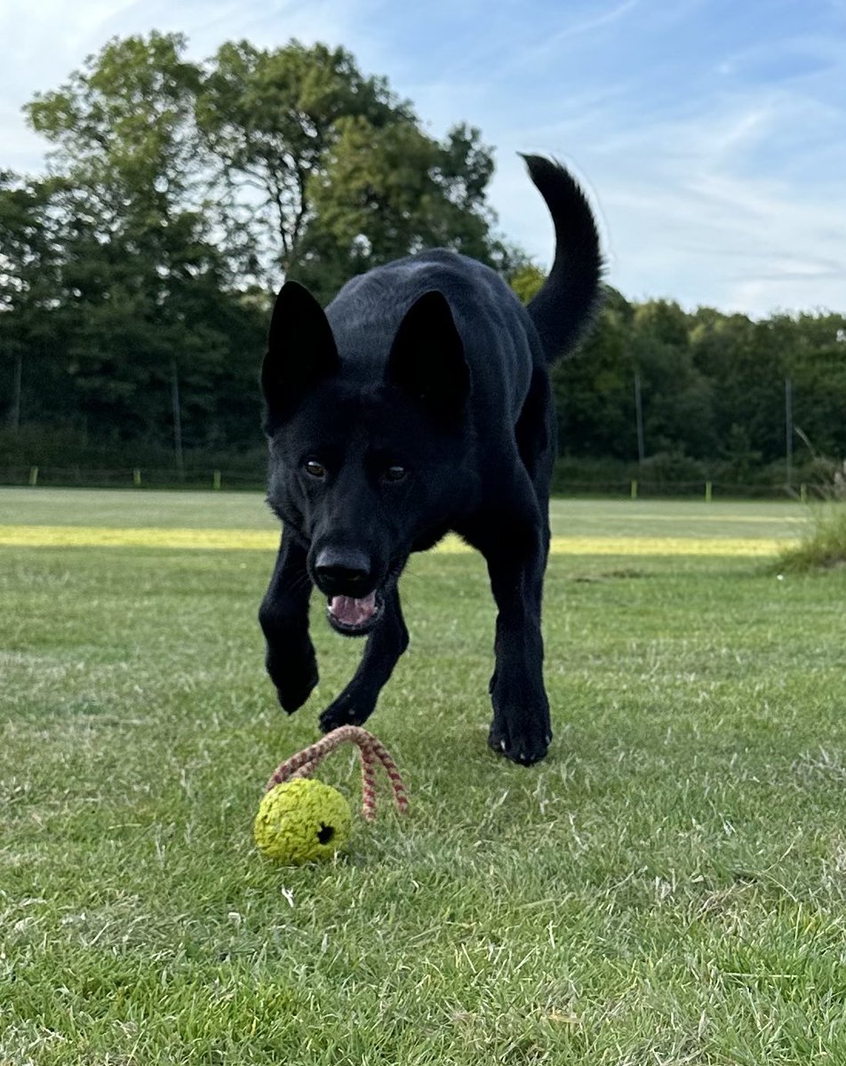 T/PD Lando tweet media