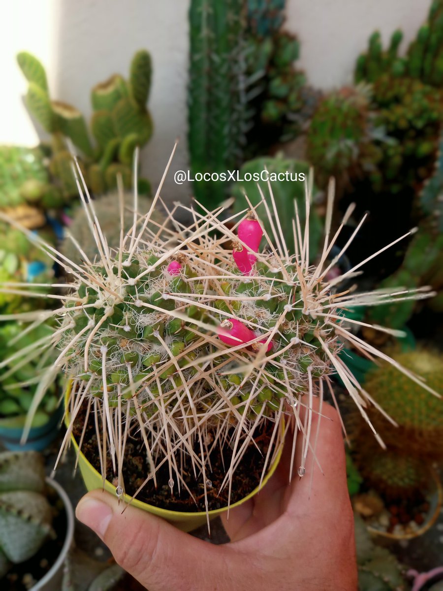 Locos X Los Cactus 💜🌵 (@LocosXLosCactus) / Posts / X