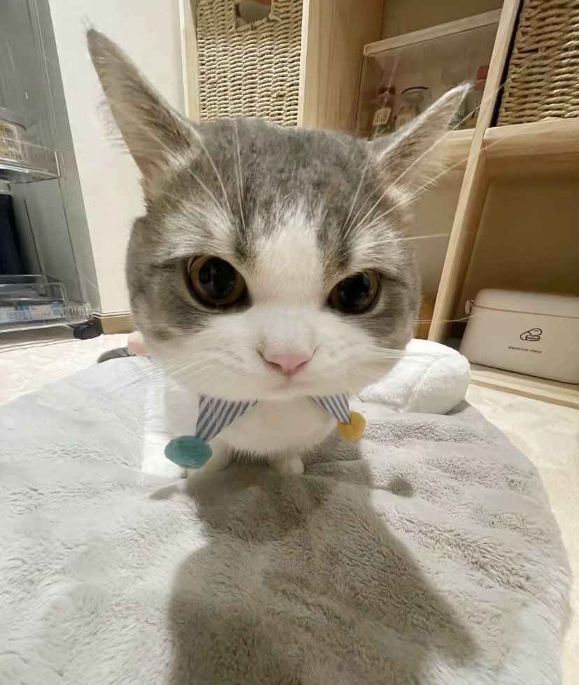 Hydraze420's tweet photo. Another fucking BANGER. We on smoke this week.

1M > 3M already.

How you fading $LILY the cat. She’s watching you. https://t.co/g0kdBdqVvH