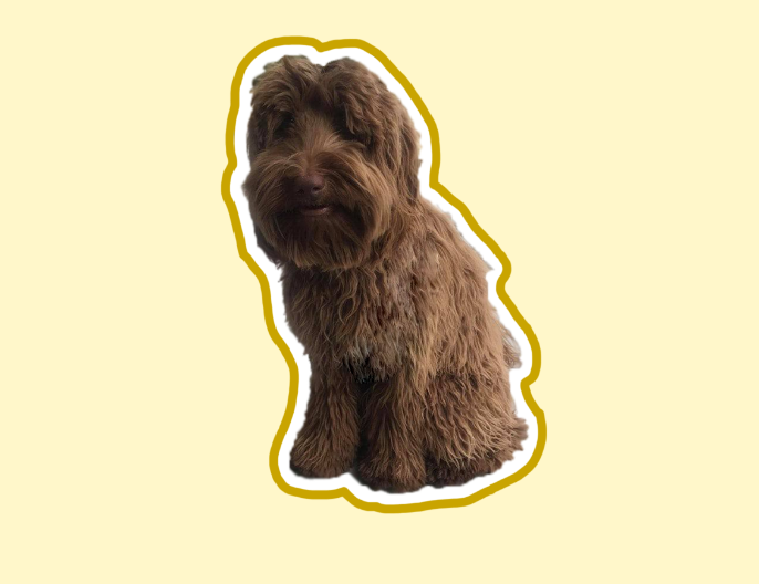 ChewbarkaSol's tweet photo. Chewbarka is LAUNCHED on pump!!!!
$CHEWBARKA : https://t.co/xp0BMMriQQ https://t.co/MdTZTNdzTT