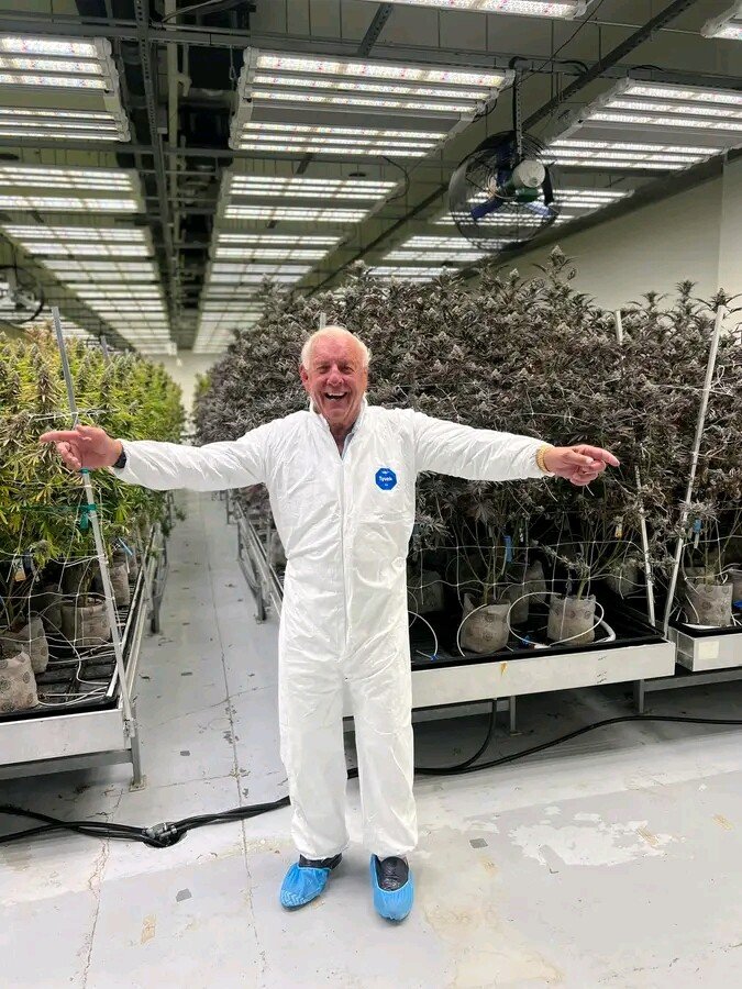GBlessing2020's tweet photo. Former Wrestler Ric Flair invests in commercial farming of Bhang

 #rejectfainancebill2024 https://t.co/vOKpVT7LYZ