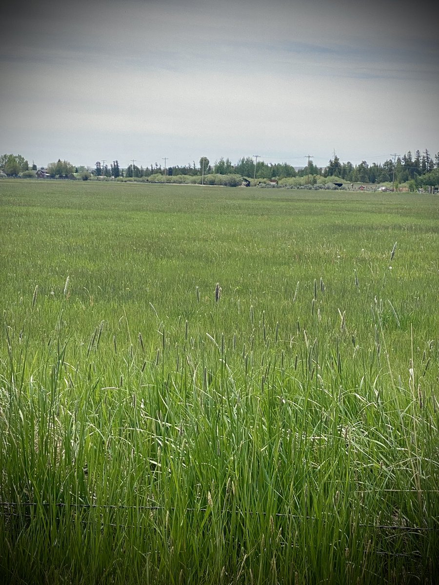 RanaePape's tweet image. My kid leased 75 acres.  He is irritating and haying it.  He asks me sometimes to go check his water, which makes me laugh. Some days I’m over there in heels and cute clothes pulling boards for more water. I’m sure people think I’m a menace- nope, just mom helping her kid #haying