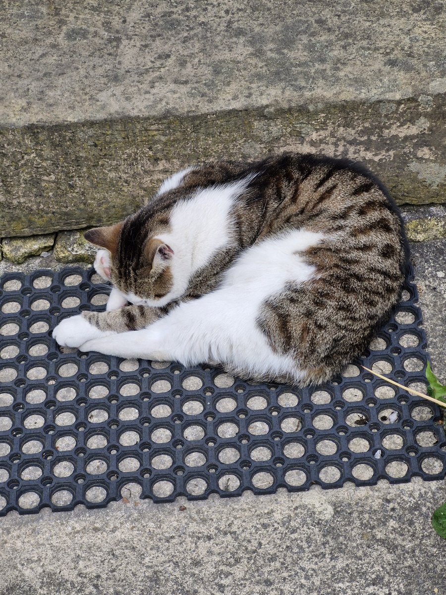 David Green (@dave4wibsey) on Twitter photo This cat wasn't moving for anyone. If you want to get to the door you work it out, I'm comfortable <a href="/CanvassingCats/">Canvassing Cats</a> This cat wasn't moving for anyone. If you want to get to the door you work it out, I'm comfortable <a href="/CanvassingCats/">Canvassing Cats</a>