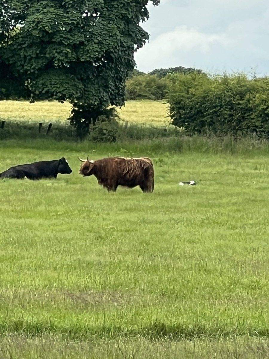 Coming to the end of a work trip to Newcastle I have to say this city never disappoints, meeting some great breweries and drink some wonderful beers (special shout out to the incredible golden ale from <a href="/AlmastyBrewCo/">Almasty Brewing Co</a>)

The highlights also include seeing the cows at @riggandfurrow