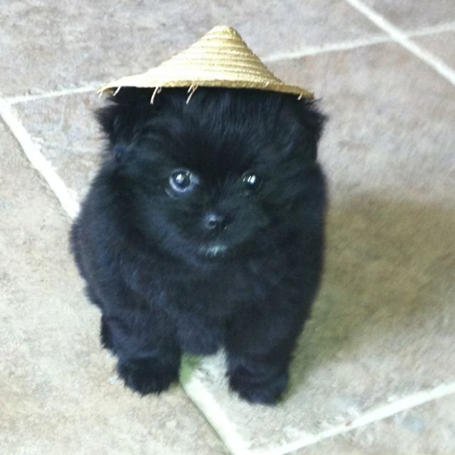 $grr (cto) tweet media