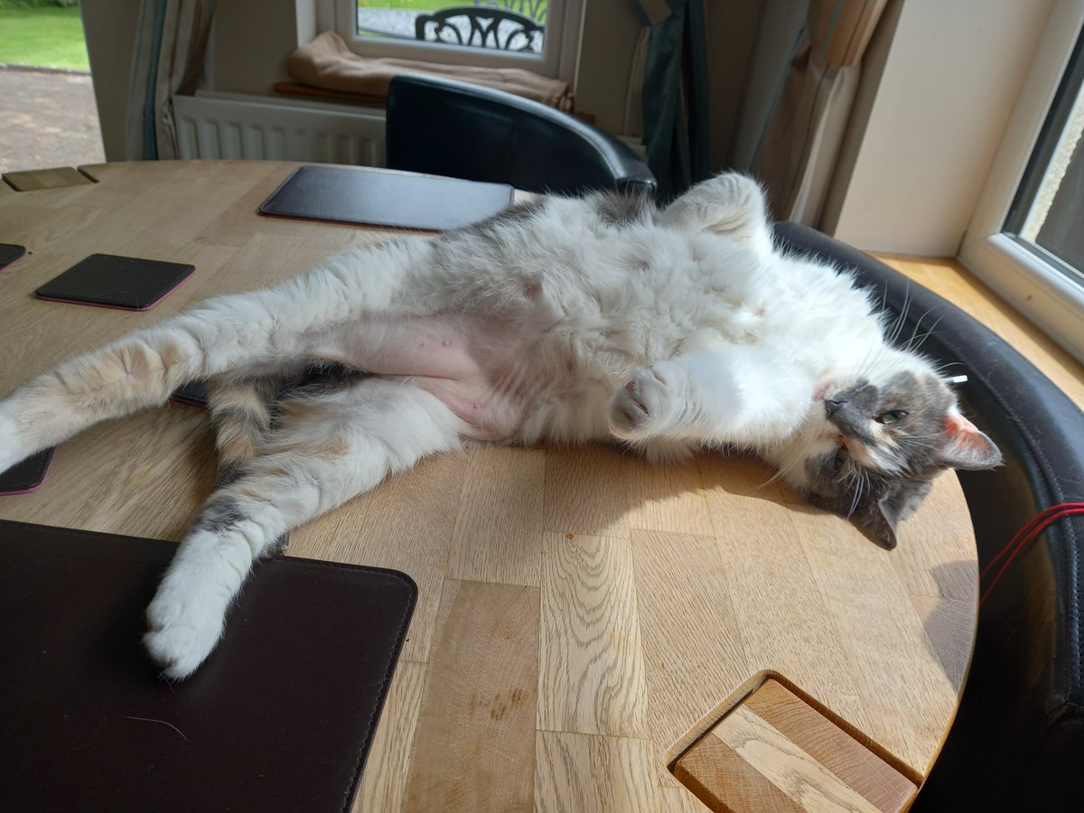 napeyatch's tweet photo. @TreasuryMog Paws in the end like she just dont care! (She doesnt) #gladders https://t.co/uTV2RoUqeg