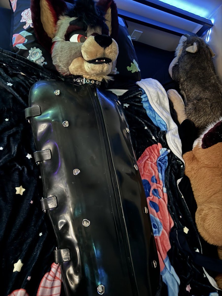 FucKitFox's tweet photo. What should I do with this yote?

🐾 @Flair_Yote https://t.co/HLOfvjqRdk