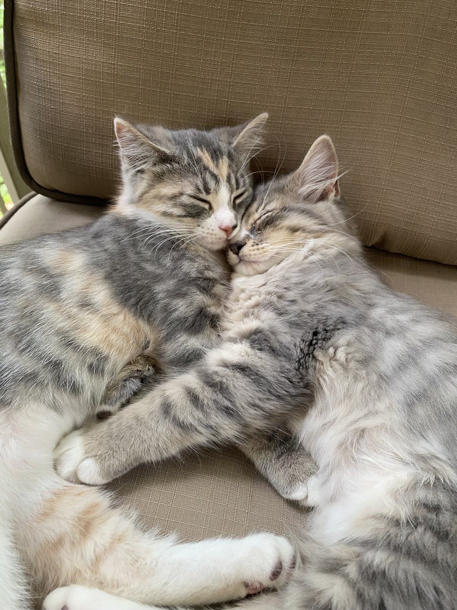 Meet Tifa and Tidus, we found these two cuties in our back yard a few weeks ago. Now they have joined the family! <3

#kittens 
#catfamily