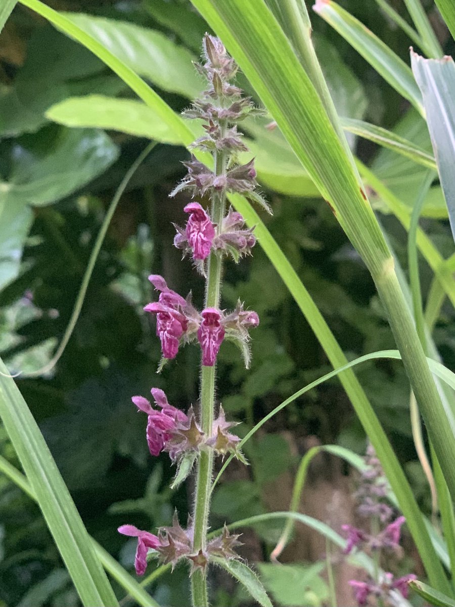 Stevie Zero tweet media