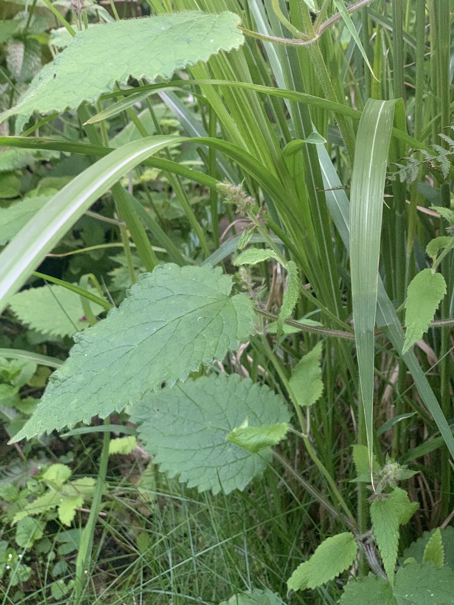 Stevie Zero tweet media