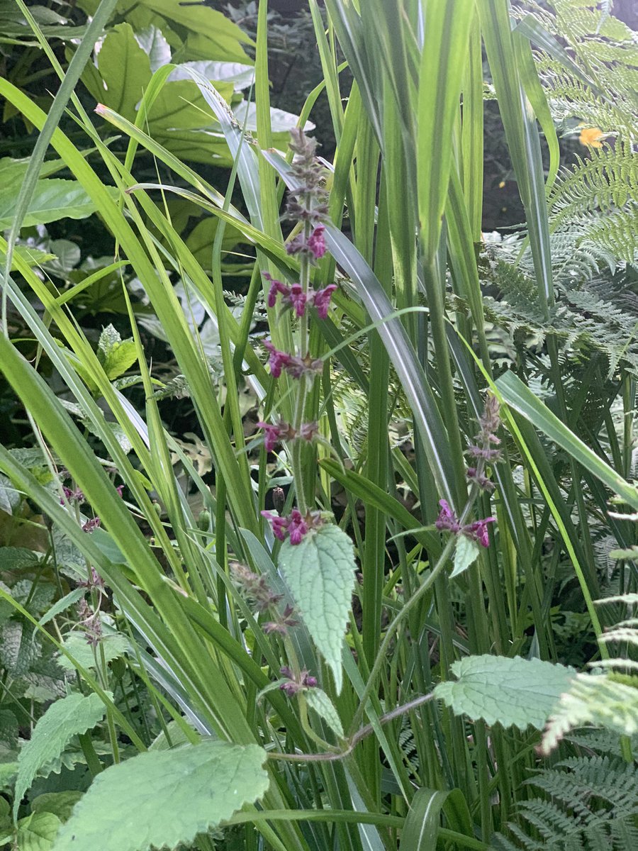 Stevie Zero tweet media