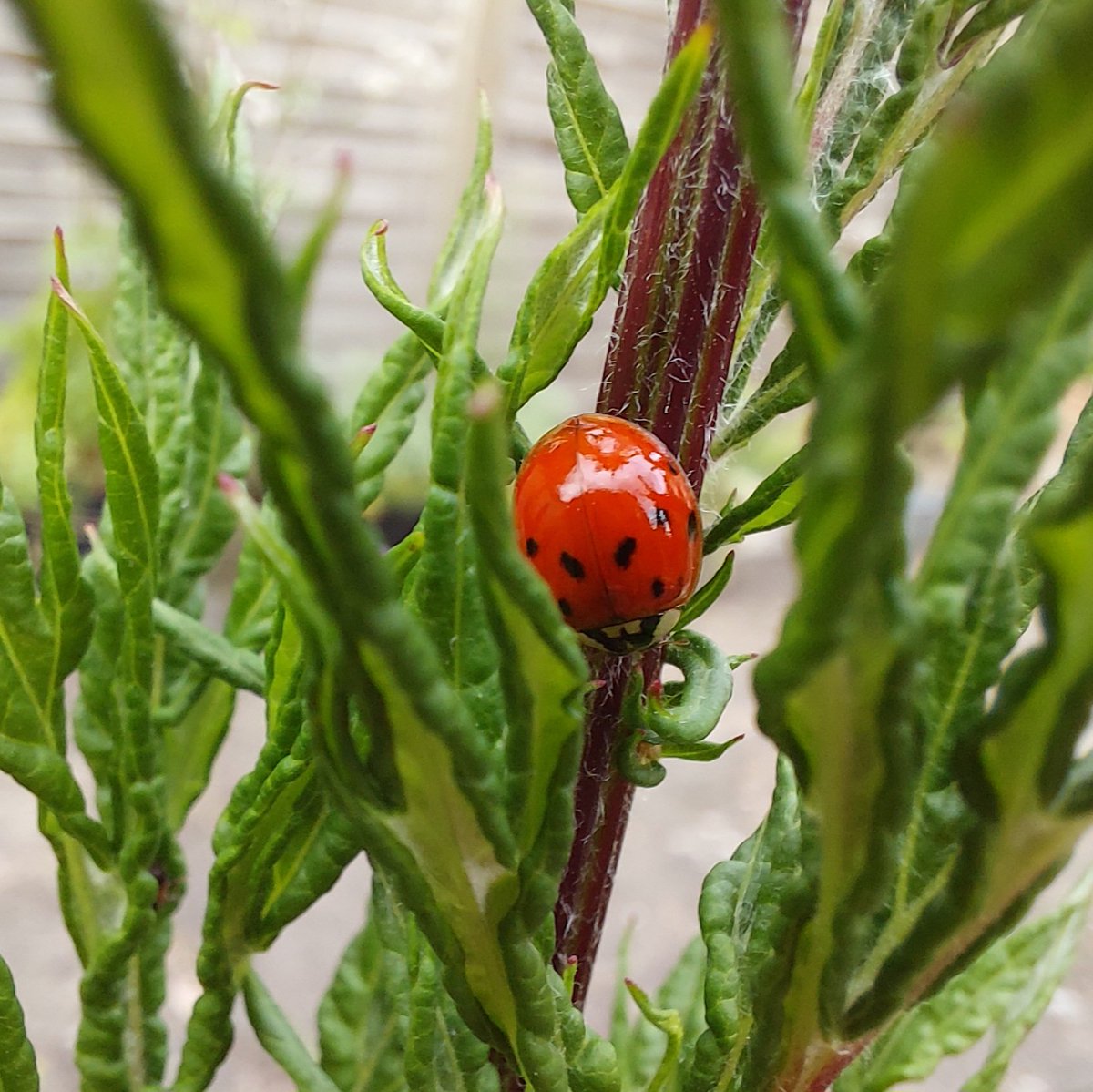 Kate Garrett tweet media