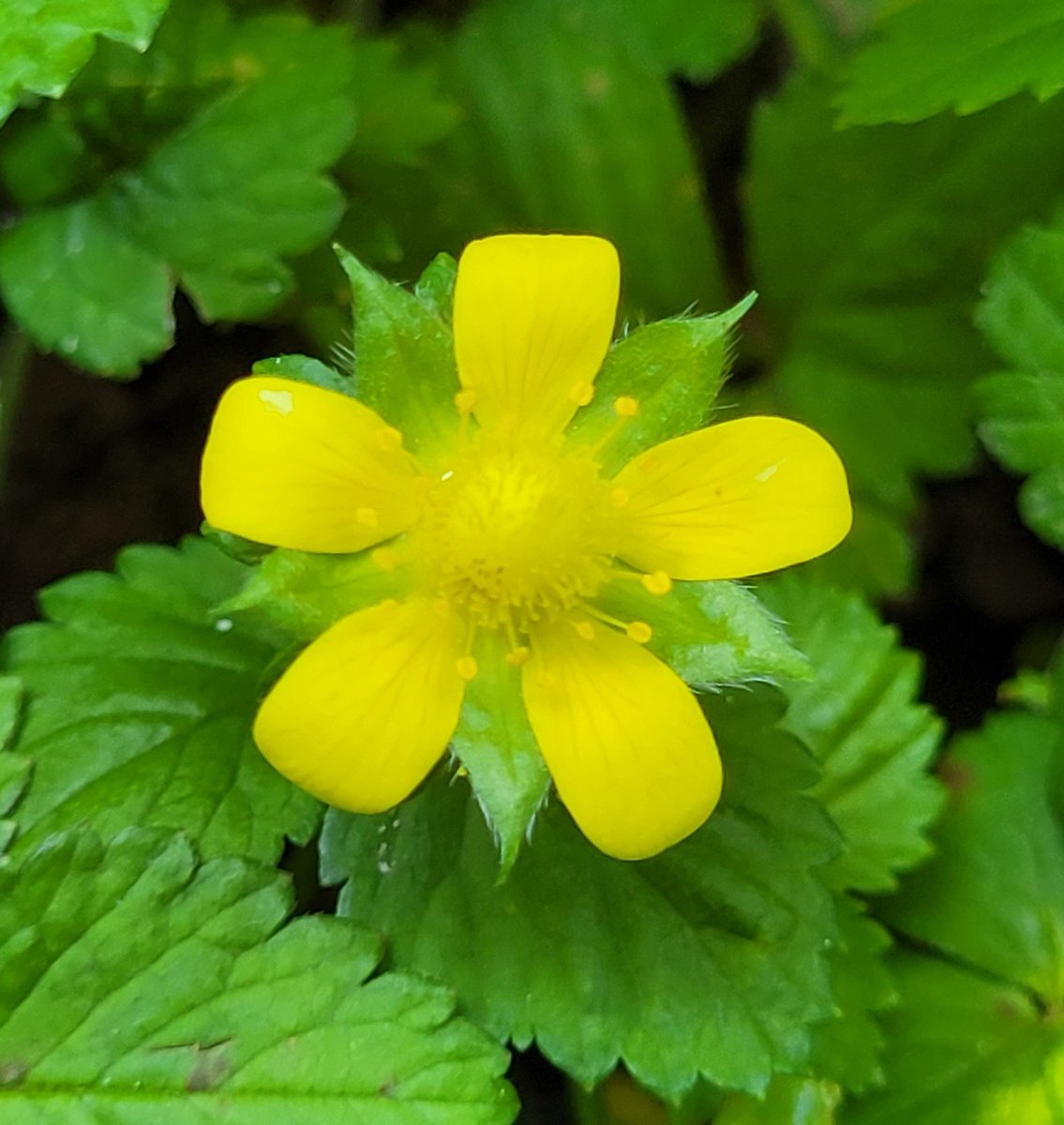 Karoline77's tweet photo. Schijnaardbei: gele bloem en rode vrucht 
#junibloeiers https://t.co/icgamoSvJ2