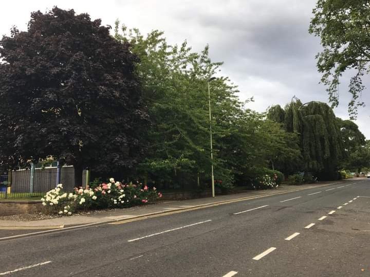 STTAG - South Tyneside Tree Action Group tweet media