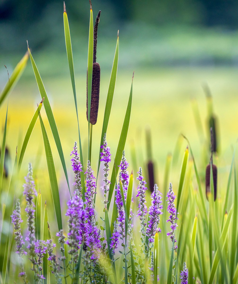Teachers have posted their grades, and along with students they're off enjoying their summer break. We administrators will see everyone back here on Wednesday, Aug. 28! Until then, our summer office hours will be 8 a.m.-3 p.m. Mon.-Thurs. and Fridays from 8 a.m.-noon.