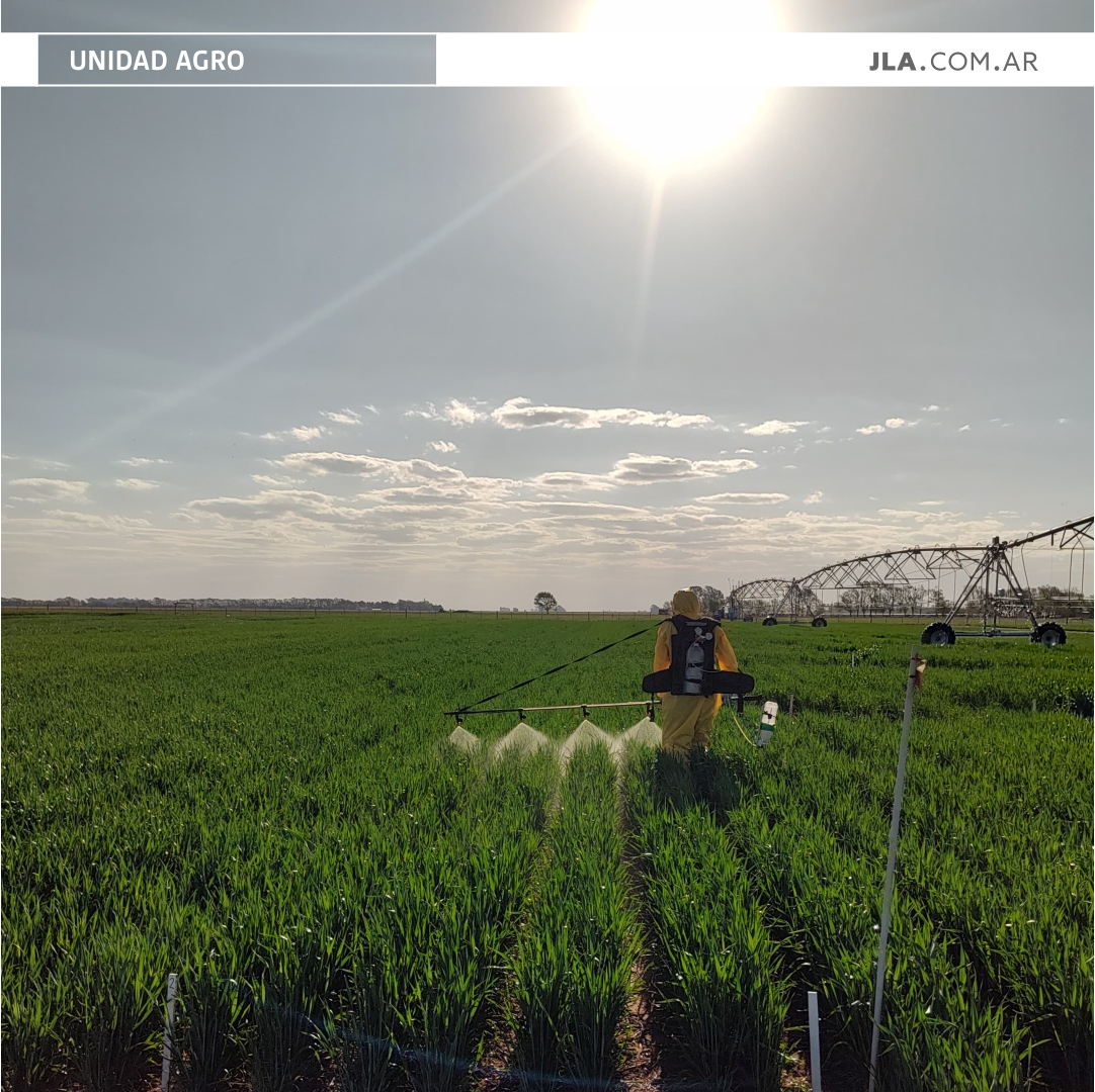 JLA_Arg's tweet image. Ensayos de eficacia de fungicidas 🧪
🌱 Siembra
🌿 Aplicación
📊 Evaluación y toma de datos de incidencias y severidad de manchas foliares
🌾 Cosecha
📈 Entrega de informe final