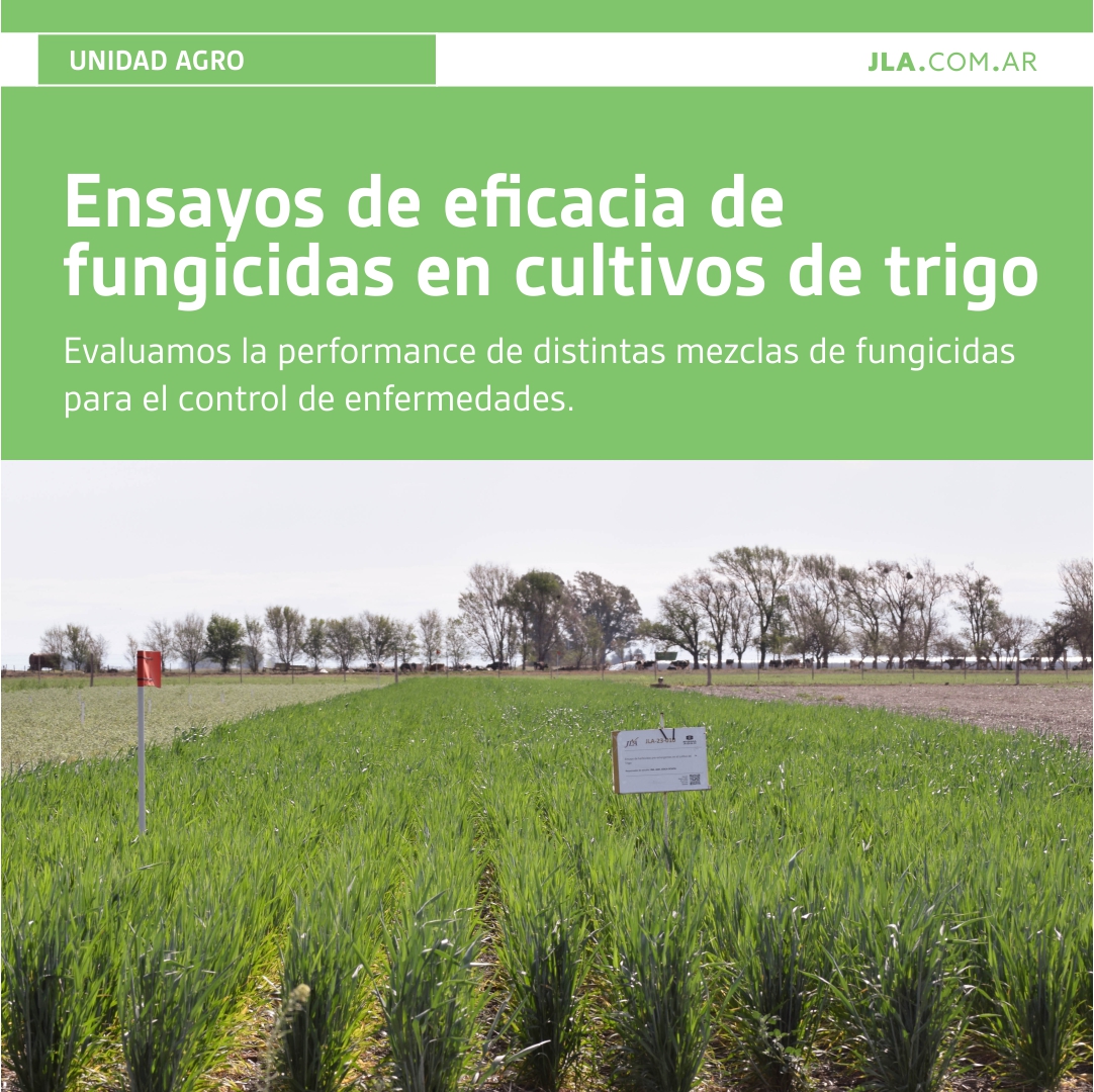 JLA_Arg's tweet image. Ensayos de eficacia de fungicidas 🧪
🌱 Siembra
🌿 Aplicación
📊 Evaluación y toma de datos de incidencias y severidad de manchas foliares
🌾 Cosecha
📈 Entrega de informe final