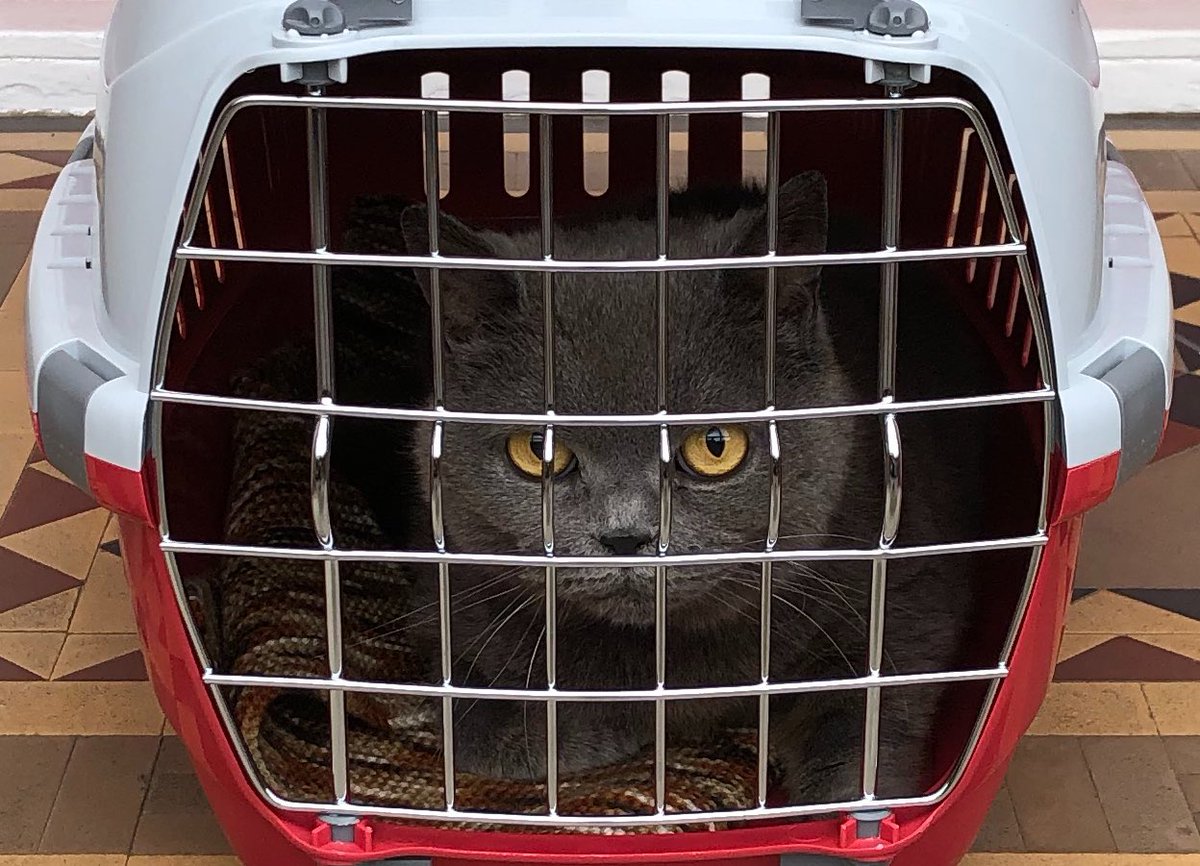 Staff!! Have you forgotten it’s my Gotcha day anniversary?? 😻🎉 Look how unsure I was, arriving home for the first time 5 years ago. If I’ve been looking disinterested in the food offerings today, it’s because I was expecting chicken breast, not cat food! 😼 #catsoftwitter