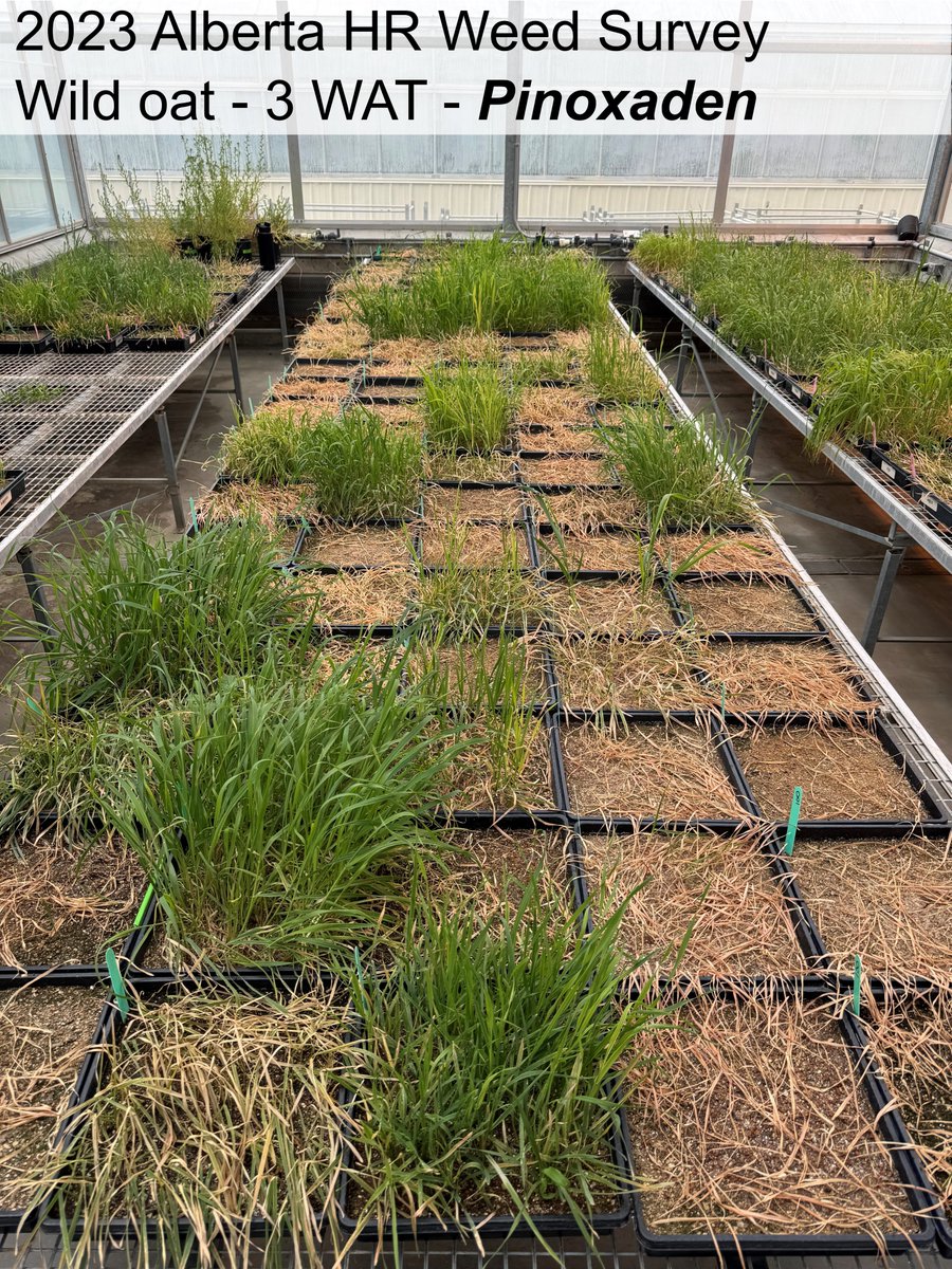 Having trouble controlling wild oat? Preliminary results from the 2023 Alberta survey of herbicide-resistant weeds show variable cross-resistance among Group 1 active ingredients (FOP vs. DIM vs. DEN).