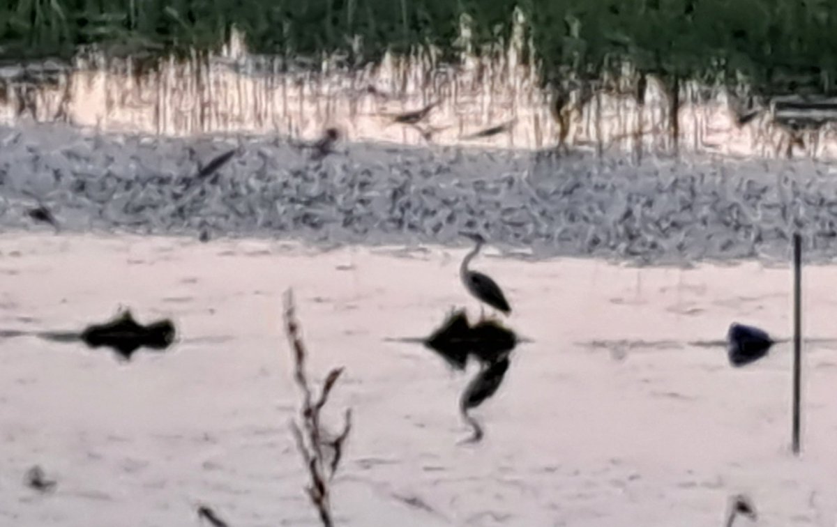 Schrik! Zit ik naar de vlotjes en nestjes van de zwarte sterns te kijken in de oude Waal, landt er een reiger op 1 van de vlotjes. Hele kolonie in rep en roer.... pfff