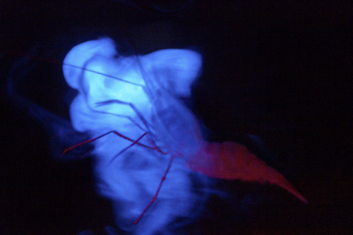 One thing I've never understood about spew bioluminescence is how how do the animals that secrete the light avoid being blinded by it? When you have a light organ, you can aim it away from your eyes, but spew can flow back right into your face, which seems to defeat the purpose.