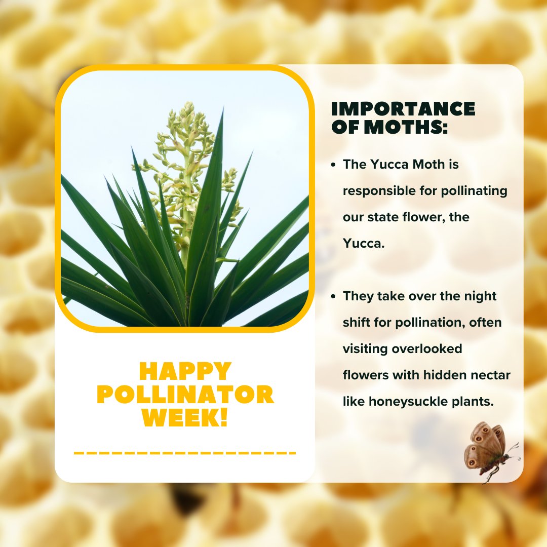 🦋🌸 It's #PollinatorWeek and while we love our busy bees and butterflies, let's not forget about our nocturnal pollinators, like moths!
.
.
.
#OneAlbuquerque #KeepABQBeautiful