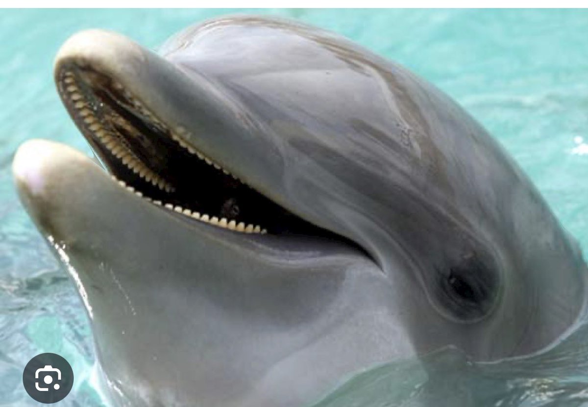 odonovanclaire's tweet photo. Tiffany’s spirit animal #loveisland https://t.co/SfZpqbLyAr