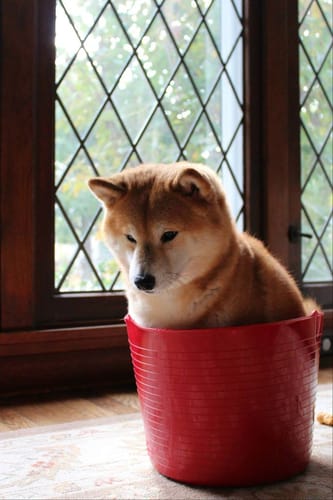 ShibaEveryHour's tweet photo. https://t.co/dt72I1Cyge