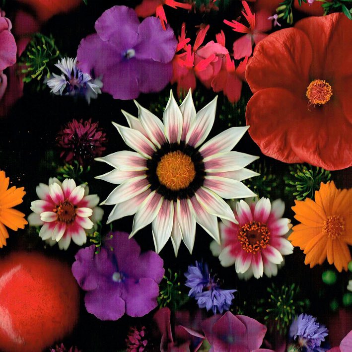 Celeste Sterling tweet media