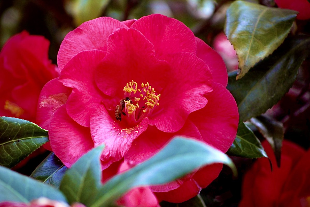 justplants_'s tweet photo. forever proud of these pictures 🥰🥀
#photography #flowerobsessed #macrophotograohy #closeup #flowerlove #FlowersOfX #FlowersOnX https://t.co/57ZouruT6t