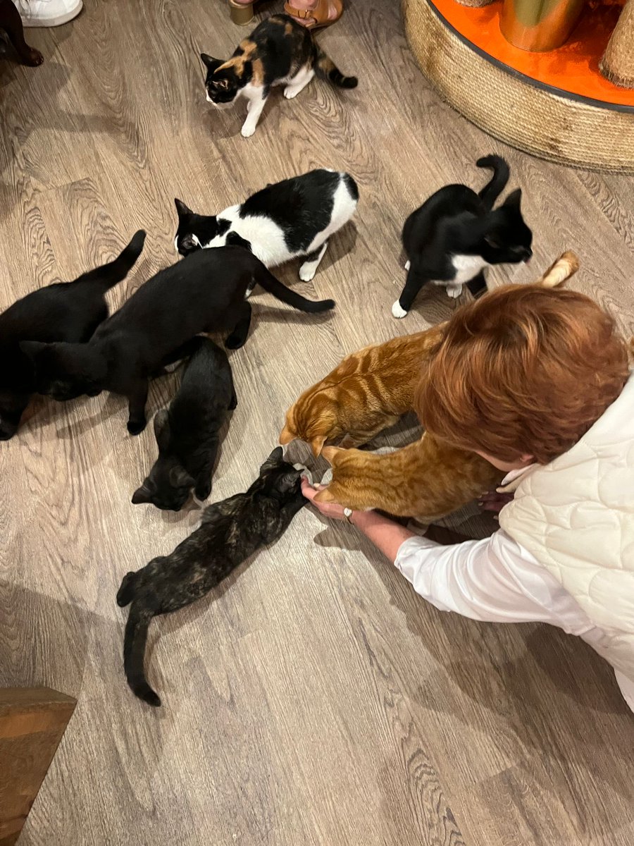 ClareFrisby's tweet photo. ⁦@KittyCafeUK1⁩ ⁦@zoetoase⁩ When you know you’ve turned into a crazy cat woman 🐈 🐈‍⬛🐈 https://t.co/HQBfmDUJS5