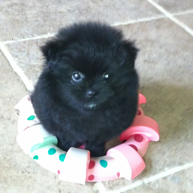 $grr (cto) tweet media