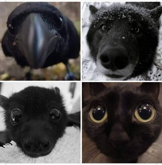 Memes to Show Your Cat (@showyourcat) on Twitter photo 