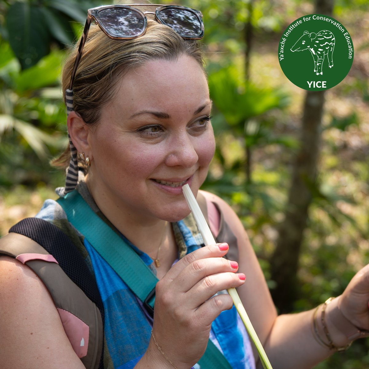 ecotourbz's tweet photo. Embark on an Ecofarm tour and discover the JipiJapa!
This fascinating palm grows wild in Belize and its unique flavor is one to savor! Traditional Mayan communities value this plant, a key source of food and livelihood since traditional crafts are made from it and used every day. https://t.co/Zd3wkJ7uJP