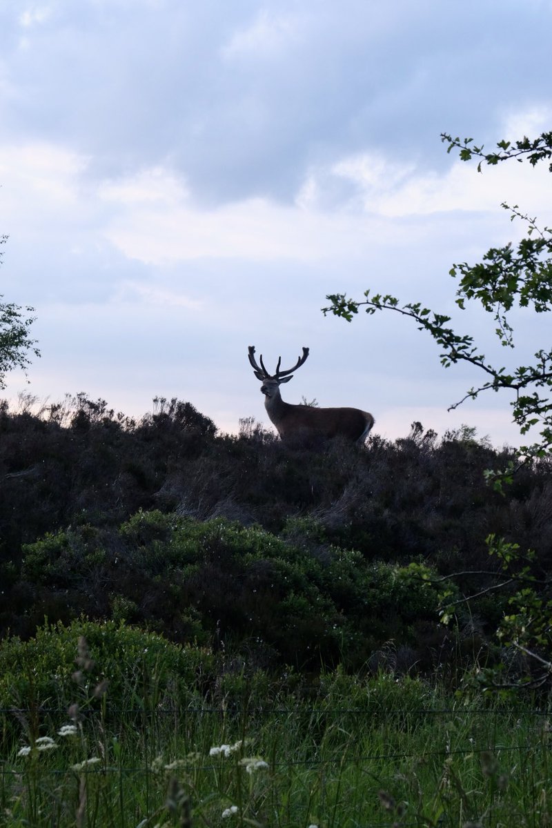 AxelbyRichard's tweet photo. Above Ringinglow this evening just meters from the road. https://t.co/nOqZDDYFup