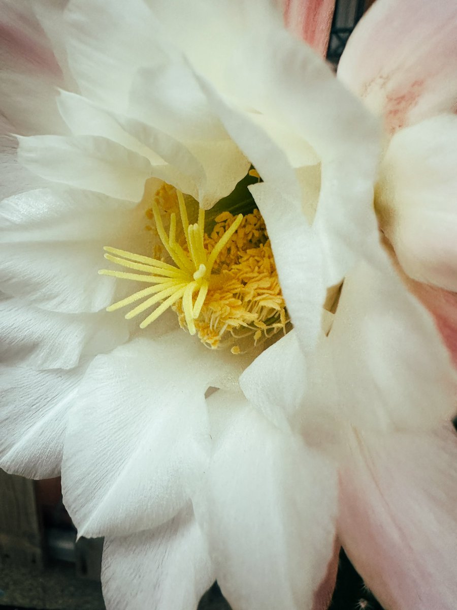 baulymedio's tweet photo. Amando mucho y fuerte! .
Yo,ya. ☀️🌵🌸🫠🫠🫠

#cactuslovers https://t.co/sHHXXx4T1v