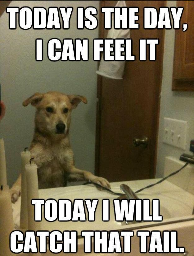 bobawuf's tweet photo. Today's goals: pet myself, chase tail, nap.

Might even go for a walk

$WUF 🐕‍🦺 https://t.co/q5IRJocv5y