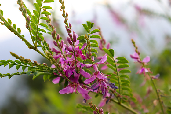CUintheGarden's tweet photo. On Juneteenth, we honor enslaved Africans and their descendants, sharing a story of indigo, a plant that represents their suffering, resilience, and generations-spanning cultural knowledge. https://t.co/Y089EVav5M #Juneteenth https://t.co/06Yjp1OMCQ
