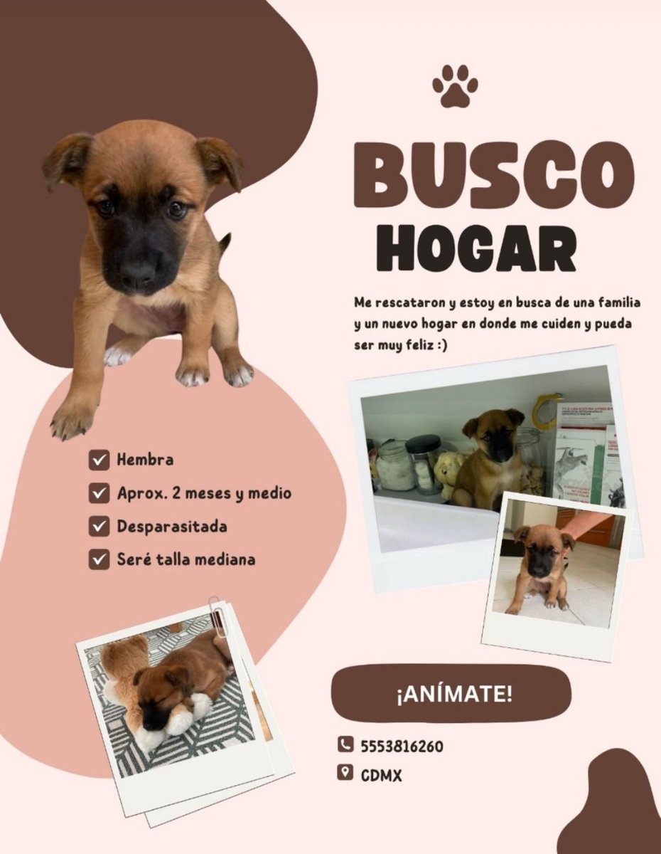 ¡Estoy buscando casa! Está perrita de 2 meses y medio aproximadamente está buscando un hogar. Está desparasitada y en proceso de comenzar con el esquema de vacunación. Es muy sociable y juguetona. 

Si estás interesadx en adoptarla escribe al: 5553816260