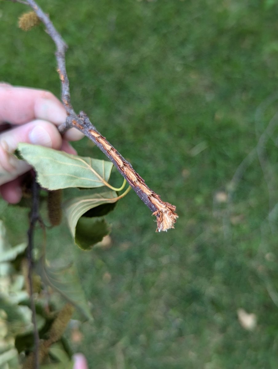 Timber Ninja tweet media