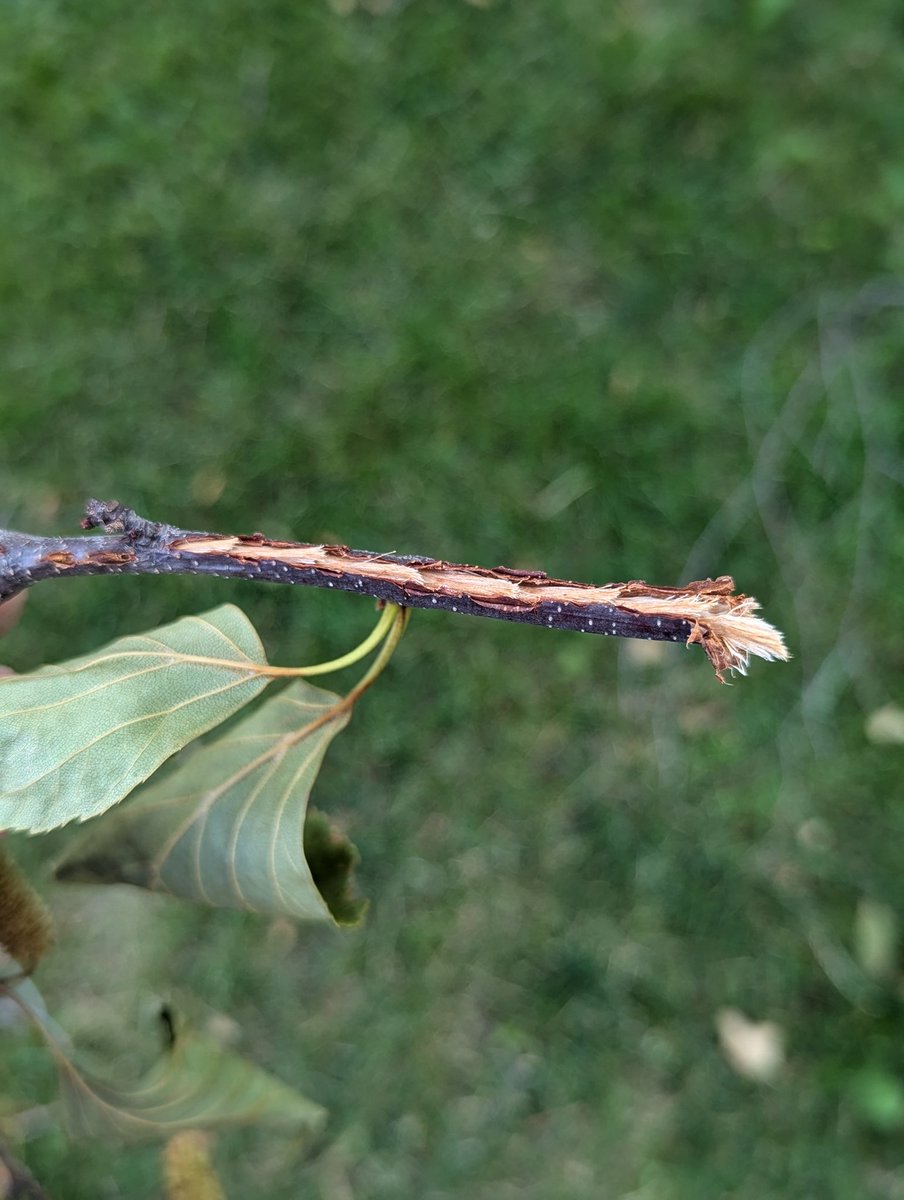 Timber Ninja tweet media