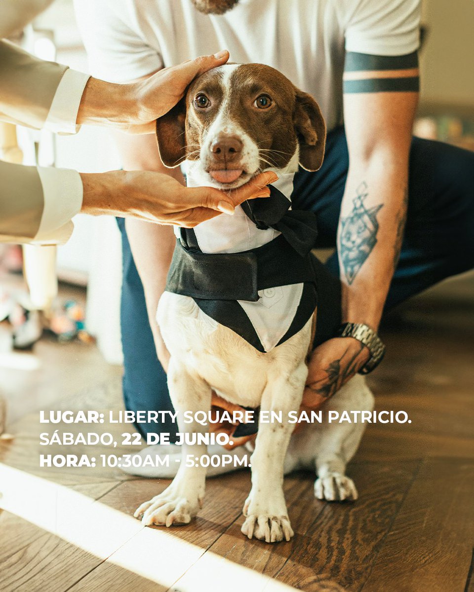 PRGAPSA's tweet image. ¡VEN a nuestro evento de adopción!
Conoce a tu próximo mejor amigo, cómplice de aventuras y comediante favorito 🐶. Nuestros perros rescatados están listos para recibir una segunda oportunidad.
Conoce más sobre cómo proteger a tu mascota: gapsa.pr.gov