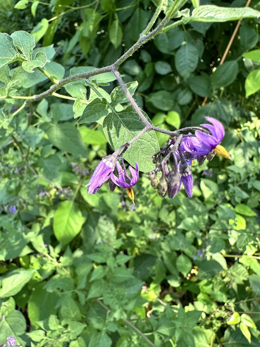 So many beautiful wildflowers in Billerica, but we sure could use some rain.