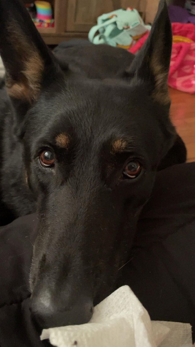 SumAssemblyReqd's tweet image. Georgia Blue taking care of Mommy.  xo